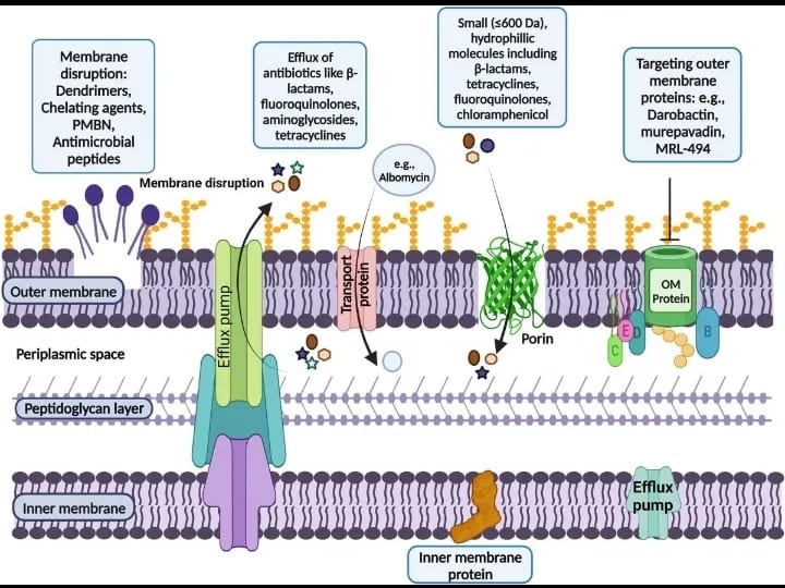 Microbiologie · Paroi bactérienne · Résistance aux antibiotiques