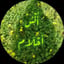 أُنْس أحلام